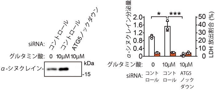 グルタミン酸（10µM）処理による神経活動亢進によってα-シヌクレインの細胞外分泌量は有意に増加します。その条件下において、オートファゴソーム形成に必須の因子の一つであるATG5の発現をsiRNAでノックダウンすると、α-シヌクレインの細胞外分泌量は顕著に抑制されます（白い棒グラフ＝α-シヌクレインの細胞外分泌量、オレンジ色の棒グラフ＝細胞膜の障害を示すLDH放出割合）
