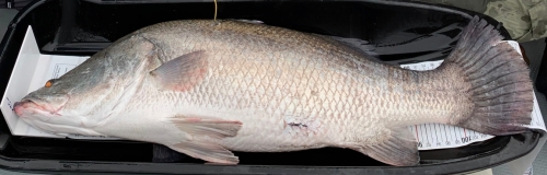アカメ成魚