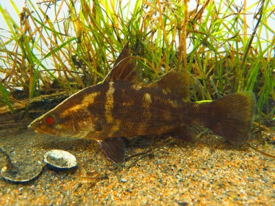 アカメ幼魚