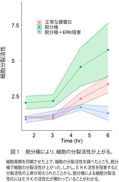 図1 脱分極により、細胞の分裂活性が上がることを示しています