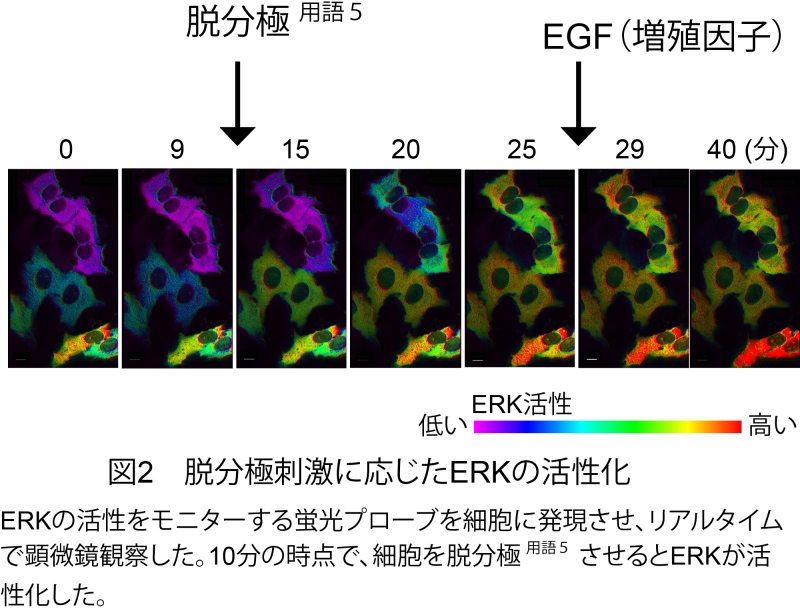 図2 細胞を脱分極させるとERKが活性化したこと示しています